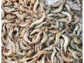 Growth in Viet Nam's Shrimp Exports to US Q1 2014