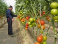 Moroccan tomato exports to EU down 47%