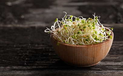 raw clover sprouts