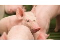 Hormel cuts pork production due to piglet virus