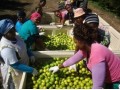 South African organic citrus season started at OTC-Holland