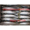 Pacific Mackerel Whole Round