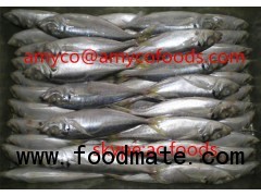 Horse Mackerel Whole Round