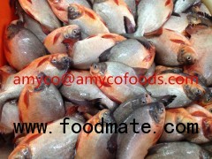 Red Pomfret