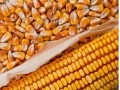 Argentina's 2014 Maize Production Estimated Above Average