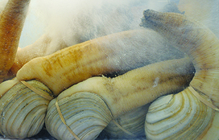 geoduck