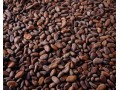 Cocoa Shortage Looms As Growers Opt To Farm Rubber: Commodities