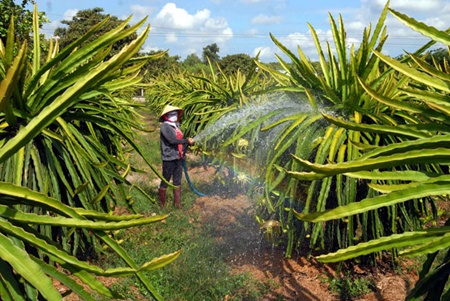 Vietnamese dragon fruit