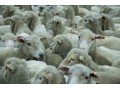 Non-EU sheep meat exports hit record high