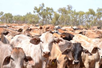 Australian beef