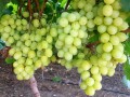 Israeli grape shipments to peak next week