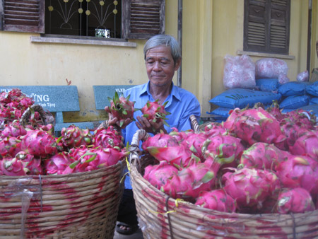 Dragon fruit