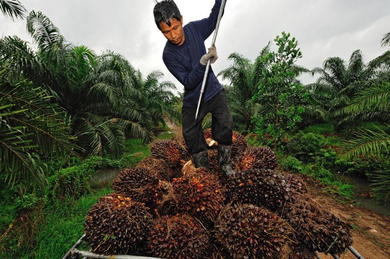 palm oil