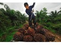 Mondelez International Shares Sustainable Palm Oil Action Plan