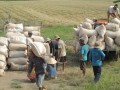 Mekong Delta begins harvest of summer autumn rice