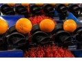 New series of RDS sorting machines perfect for citrus fruits