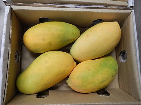 Pakistan mangos 