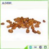 Great Khingan Pine nut