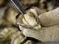 Australia develops sustainable aquaculture code for aquaculture