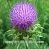 100% Natural Milk Thistle Extract