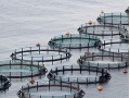 Chilean Salmon Industry to Generate 8000 New Jobs in the Next Few Years