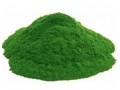 Allma enters microalgae market with premium chlorella powder