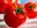 Spanish tomatoes out-price the Dutch in UK market