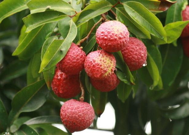 litchi 