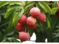 Vietnam seeks to boost litchi export to China