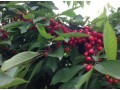 UK cherry season to start a month earlier than last year