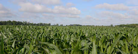 U.S. Corn