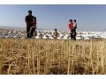 Iraq facing serious food security concerns due to conflict