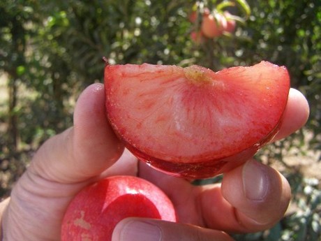 stone fruit