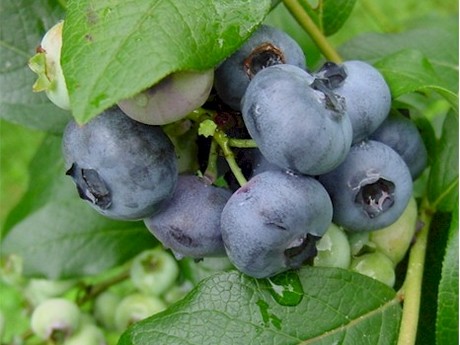 Peruvian blueberry