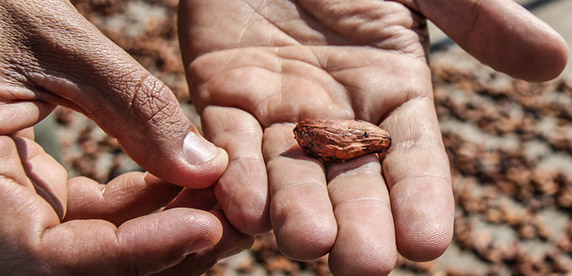 Ecuadorian cocoa