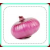 FRESH RED ONION