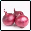 NEW CROP RED ONION