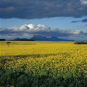 SA canola crops