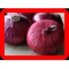 FRESH RED ONION SUPPLIER