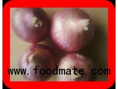 FRESH ONION RED ONION