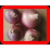 FRESH ONION RED ONION