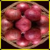 COLD STORAGE ONION