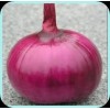 VERIETY OF RED ONION