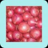 MEDICINAL ONION RED