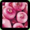 RED ONION FRESH