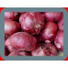 MIDDEL EAST RED ONION