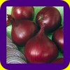 QUALITY SPRING RED ONION