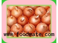 RED ONION FRESH