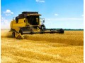 Late-Season Wheat Grain Quality Concerns