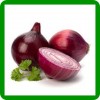 RED ONION EXPORTS